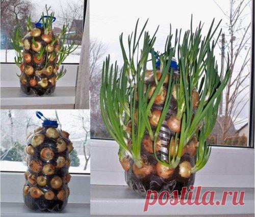 Как вырастить зелень дома на подоконнике