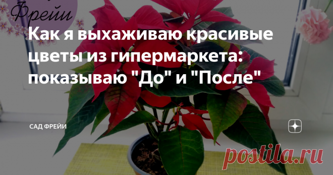 Как я выхаживаю красивые цветы из гипермаркета: показываю 