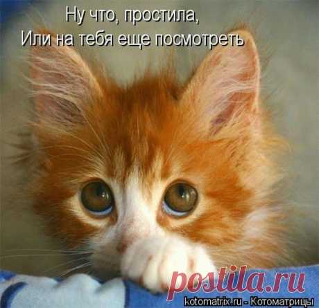 Дневник Зверобой