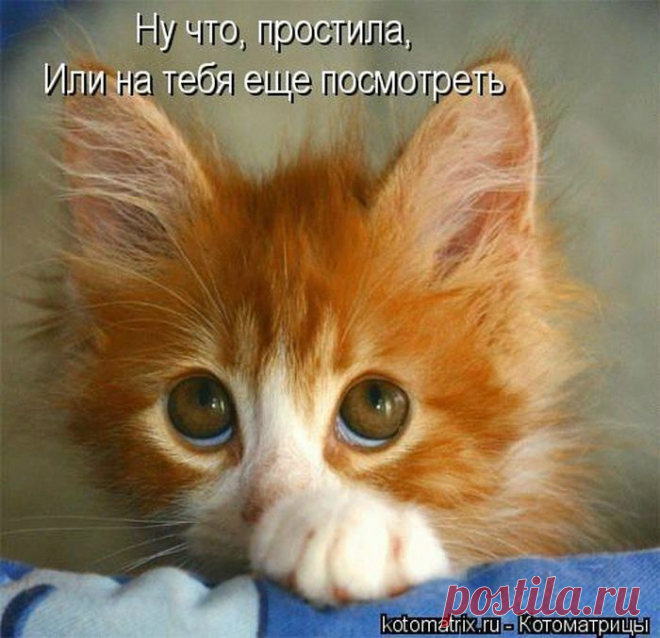 Дневник Зверобой