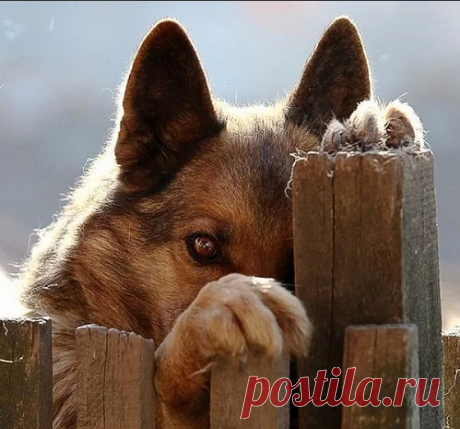 Разные истории. Чинар