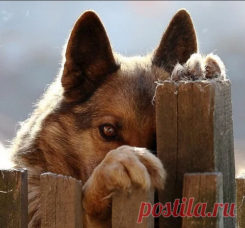 Разные истории. Чинар
