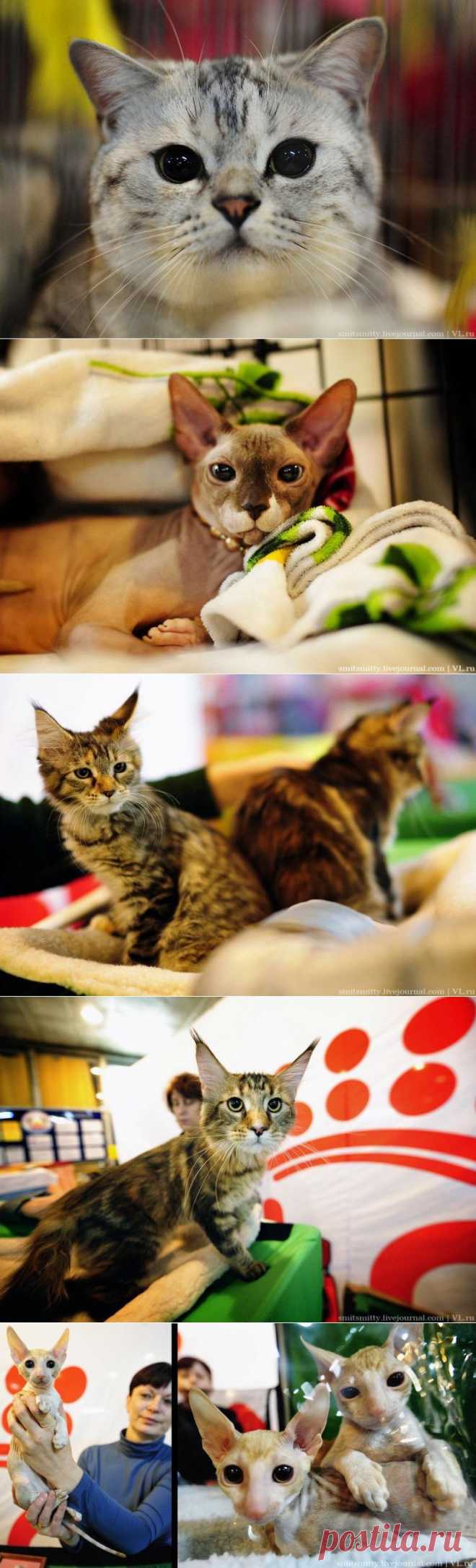 Выставка кошек во Владивостоке / Питомцы