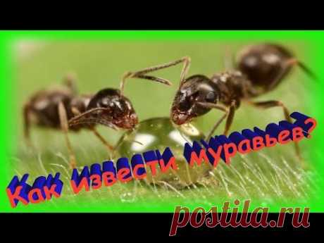 Борьба с муравьями НЕСКОЛЬКО ОЧЕНЬ ЭФФЕКТИВНЫХ СПОСОБОВ