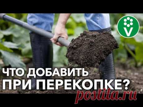 ОБЯЗАТЕЛЬНО ВНЕСИТЕ ЭТО ОСЕНЬЮ ДЛЯ ВОССТАНОВЛЕНИЯ ПЛОДОРОДИЯ!
