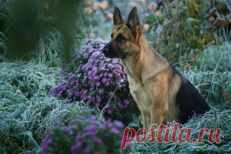 Пропишите мне, доктор, собаку, 
Чтоб она в моем доме жила – 
За версту мой бы чуяла запах, 
Я её знал повадки и лай. 

Чтобы кости валялись повсюду – 
Наступал я спросонья на них. 
Чтобы место свое и посуду 
Она знала, и наш с ней язык. 

Чтоб она на прогулку по парку 
Что угодно могла променять. 
Каждый день ждала вкусных подарков 
И того, кто их носит – меня. 

Чтоб зимою по снегу каталась, 
И резвилась в осенней листве, 
Чтоб играя, немного кусалась – 
Ведь собака, она ...