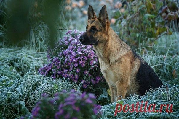 Пропишите мне, доктор, собаку, 
Чтоб она в моем доме жила – 
За версту мой бы чуяла запах, 
Я её знал повадки и лай. 

Чтобы кости валялись повсюду – 
Наступал я спросонья на них. 
Чтобы место свое и посуду 
Она знала, и наш с ней язык. 

Чтоб она на прогулку по парку 
Что угодно могла променять. 
Каждый день ждала вкусных подарков 
И того, кто их носит – меня. 

Чтоб зимою по снегу каталась, 
И резвилась в осенней листве, 
Чтоб играя, немного кусалась – 
Ведь собака, она ...