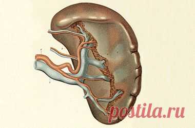 Селезенка - функции селезенки, строение