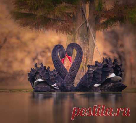 Black Swans in Courtship by John S / 500px