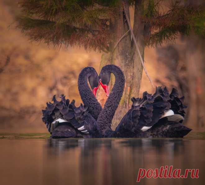 Black Swans in Courtship by John S / 500px
