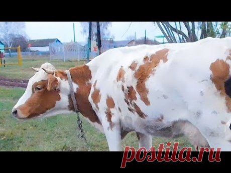 БОЮСЬ КОРОВ- ХОЧУ КОЗУ!! КАКАЯ ПРИБЫЛЬ ОТ КОЗЫ В ГОД? В ЧЕМ ОСОБЕННОСТЬ РАЗВЕДЕНИЯ НУБИЙСКИХ КОЗ?