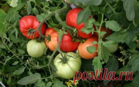 Как часто поливать помидоры и как правильно за ними ухаживать