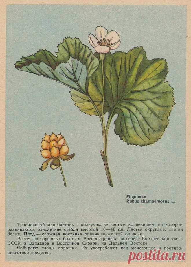 Морошка