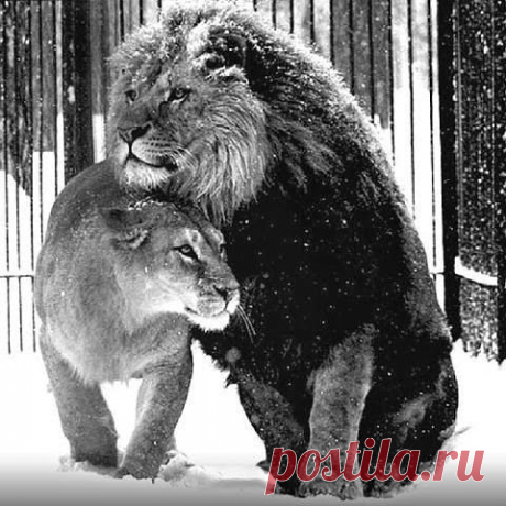 Выбирай достойное, а не доступное. И ты получишь долговечное счастье, а не временное удовольствие.