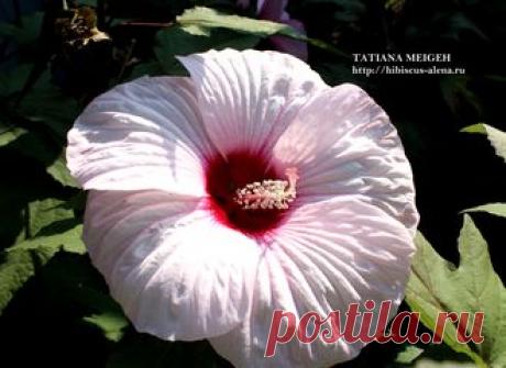 КОРНИ ТРАВЯНИСТЫХ ГИБИСКУСОВ НА ОСЕНЬ 2017 года - №5Х