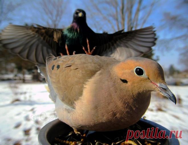 Ostdrossel в Instagram: «The best part about today was that scenes like this were very rare. The flock of Starlings seems to have moved on. It was like the whole…» 224 отметок «Нравится», 9 комментариев — Ostdrossel (@ostdrossel) в Instagram: «The best part about today was that scenes like this were very rare. The flock of Starlings seems to…»