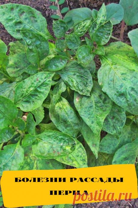 болезни рассады перца