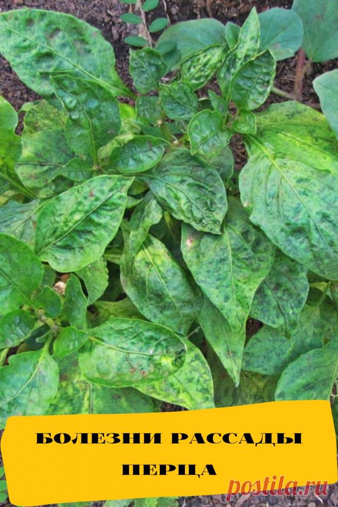 болезни рассады перца