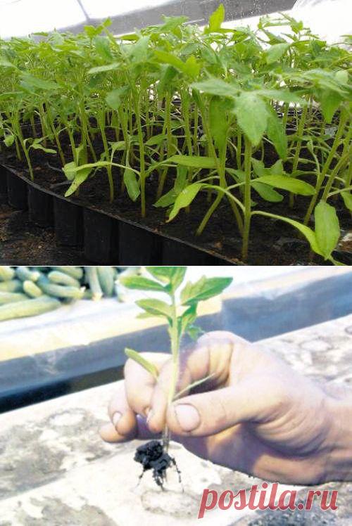 Выращивание рассады томатов. Советы специалистов.