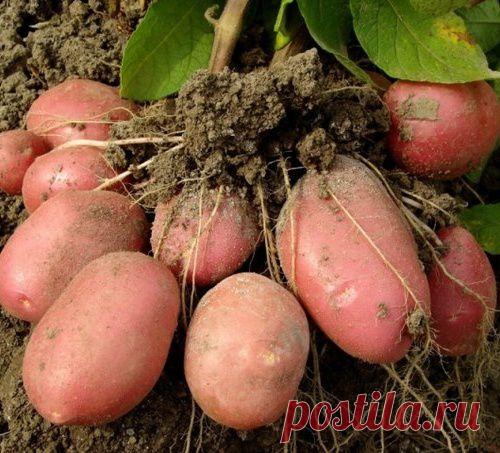 Клубень картофеля в 850 грамм! Это настоящий успех! - МирТесен