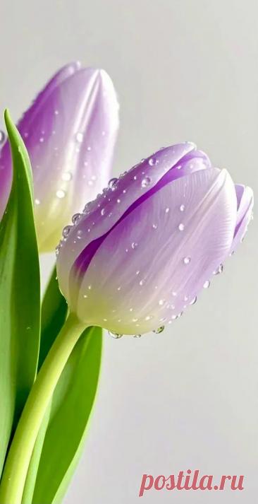 Пин на доске яТЮЛЬПАНЫ