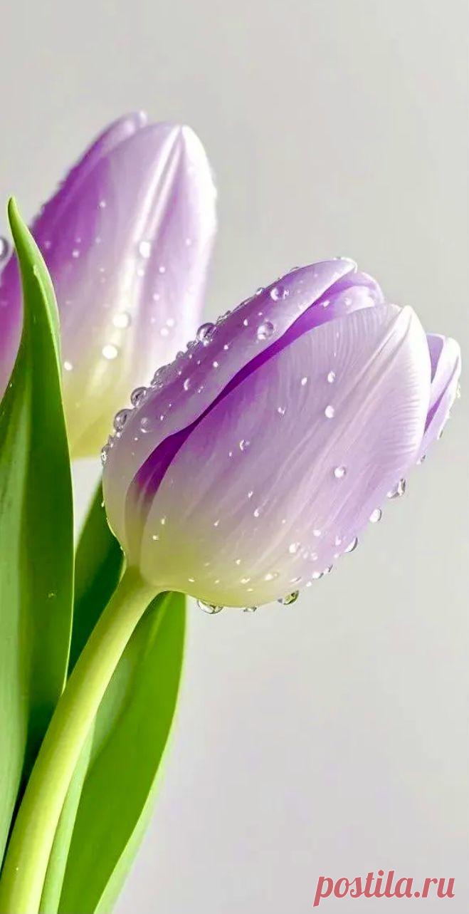 Пин на доске яТЮЛЬПАНЫ