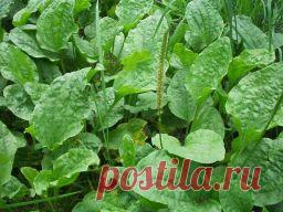 Сад и огород - Садоводка