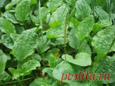 Сад и огород - Садоводка