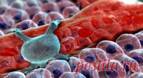 Избавляемся от старых клеток продлеваем жизнь | EndlessZen | Яндекс Дзен