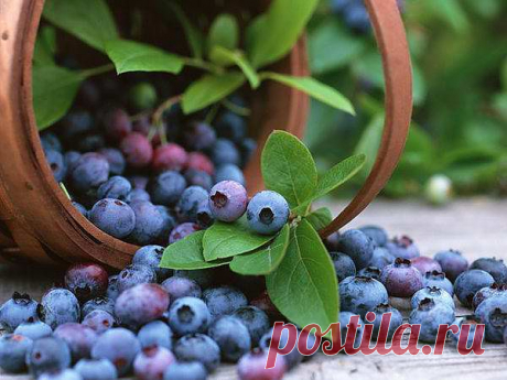 Черника – царица лечебных ягод | ЗДОРОВЫЙ ОБРАЗ