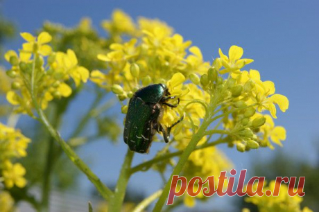 Лето | Фотографии Ксюша Ксюшина | 201 фото