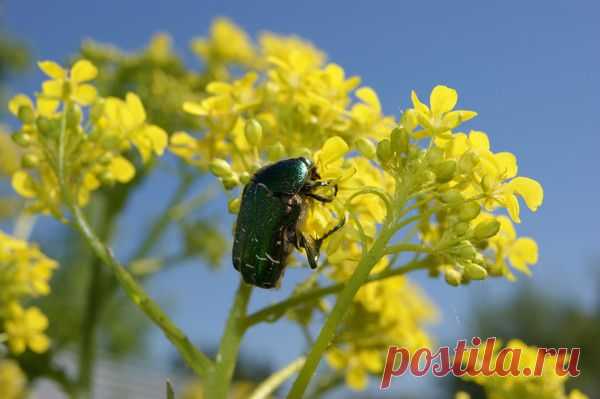 Лето | Фотографии Ксюша Ксюшина | 201 фото