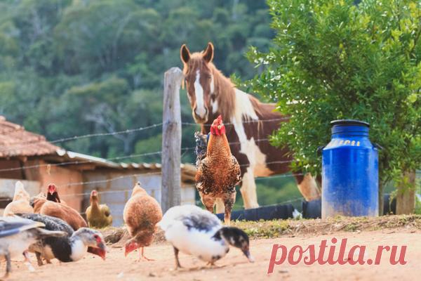 Удобряем почву правильно: достойная альтернатива навозу и золе 
Каждый начинающий огородник хочет знать, какой навоз лучше. Ведь денежку платить придется за любой, и стоимость зависит от объема покупаемого товара, но не от качества. В нашем селе машина навоза нын…