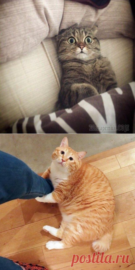 Несколько фотографий, в которых вся суть котов