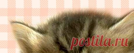 Ветеринарная бесплатная консультация 067-730-57-37 - Кастрация кота Харьков (067)730-57-37, стерилизация кошек. (093)408-09-36 Харьков