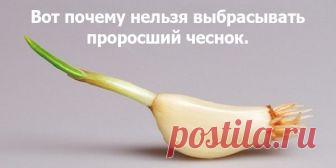 Почему вы никогда не должны выбрасывать проросший чеснок! Как только мы замечаем на чесноке ярко-зеленый побег мы просто выбрасываем его мусорную корзину. А вы когда-нибудь задумывались, что можете использовать проросший чеснок? Да, это правда — проросший чеснок на самом деле более лекарственный и питательный, чем обычная чесночная луковица. Удивительные преимущества