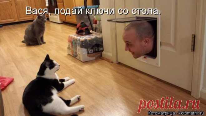 Лучшие котоматрицы прошедшей недели / Питомцы