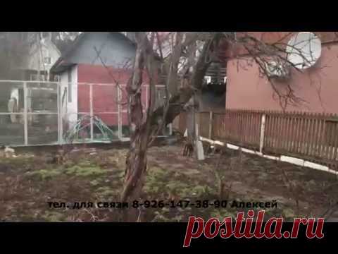обрезка яблони