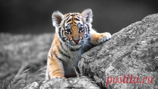 Download Baby Tiger At Rocks Wallpaper | Wallpapers.com Download Baby Tiger At Rocks wallpaper for your desktop, mobile phone and table. Multiple sizes available for all screen sizes. 100% Free and No Sign-Up Required.