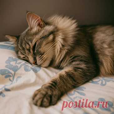 Достоевский - OGADANIE.RU