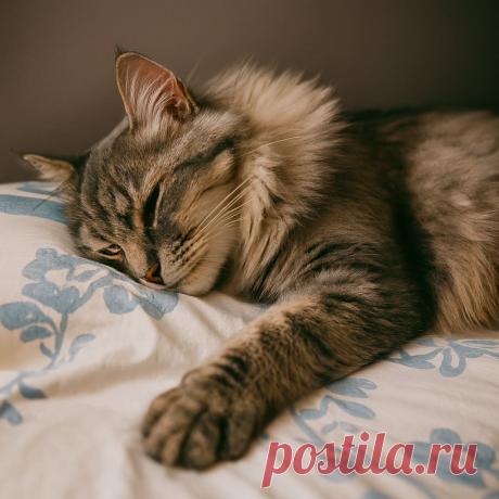 Достоевский - OGADANIE.RU