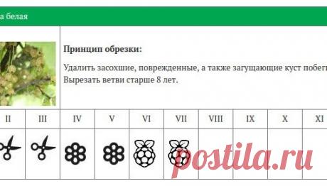 Календарь обрезки ягодных кустарников