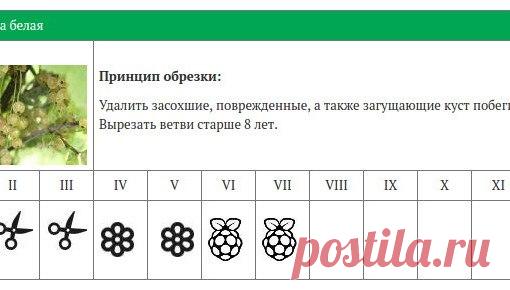 Календарь обрезки ягодных кустарников