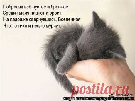 Немного позитива от пушистиков и Михалыча! | 5минутка