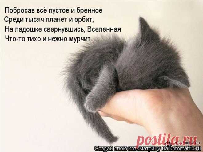 Немного позитива от пушистиков и Михалыча! | 5минутка