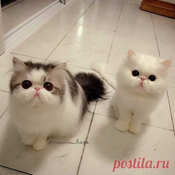 Source: Instagram user mawin_hope | POPSUGAR Pets