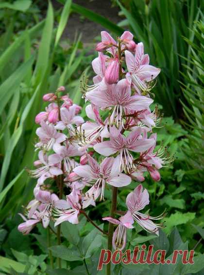Ясенец - карающий куст | Vortex Flowers