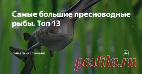 Самые большие пресноводные рыбы. Топ 13 Огромные рыбы-монстры водятся не только в океанах. Их можно отыскать и в мутных водах пресноводных рек и озер. Некоторые из них, могут вырасти просто до огромных размеров. Кем питаются большие пресноводные монстры. Чем крупнее рыба, тем больше её добыча. Любителям рыбной ловли надо быть на стороже, а то недолго и самому стать добычей какого-нибудь двухметрового монстра. На каких водоемах нужно соблюдать большую осторожность. Топ-13 с...