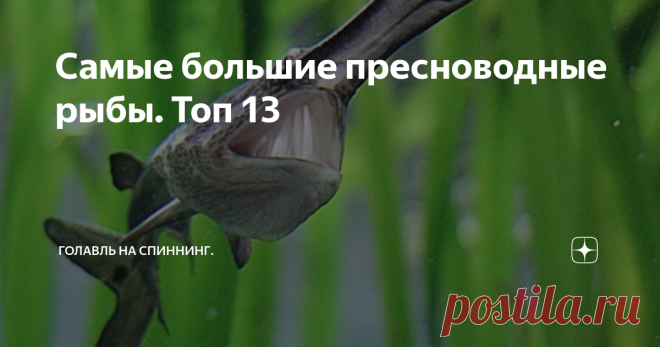 Самые большие пресноводные рыбы. Топ 13 Огромные рыбы-монстры водятся не только в океанах. Их можно отыскать и в мутных водах пресноводных рек и озер. Некоторые из них, могут вырасти просто до огромных размеров. Кем питаются большие пресноводные монстры. Чем крупнее рыба, тем больше её добыча. Любителям рыбной ловли надо быть на стороже, а то недолго и самому стать добычей какого-нибудь двухметрового монстра. На каких водоемах нужно соблюдать большую осторожность. Топ-13 с...