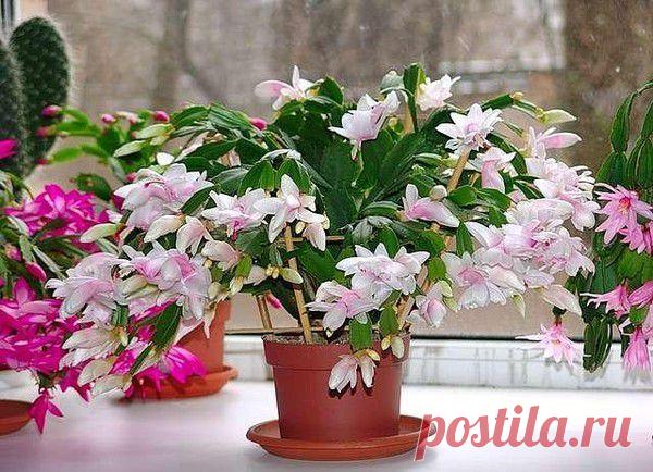 БАСТУЕТ ДЕКАБРИСТ? ОТПРАВЬТЕ ЕГО.... НА КУРОРТ!